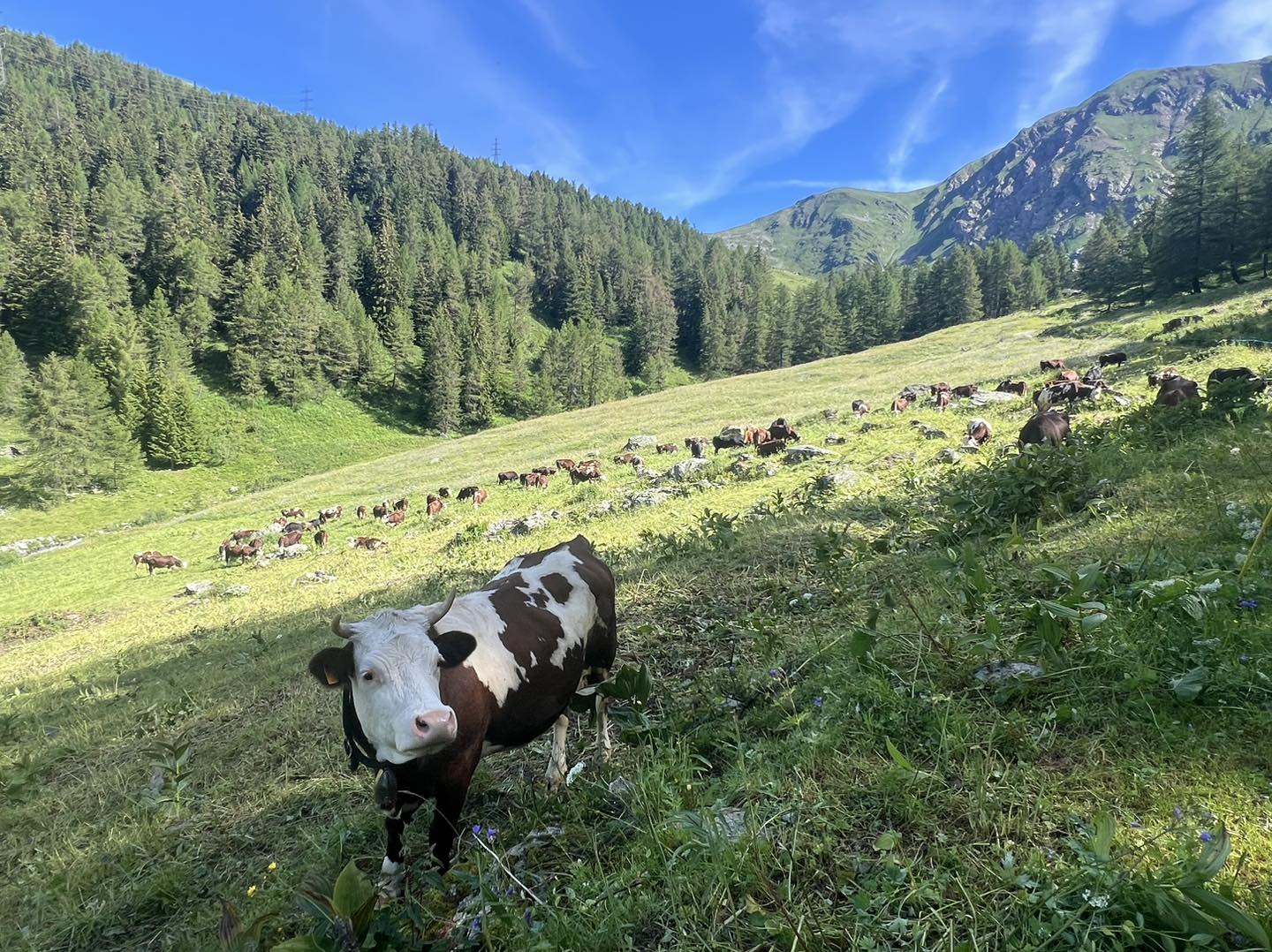 clicca l'immagine per ingrandire